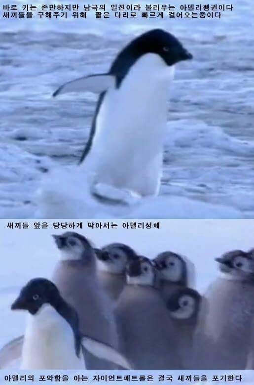남극의 흔한 일진 jpg | 인스티즈