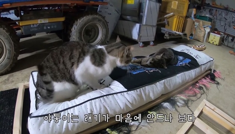유난히 크다는 haha ha네 왕크왕귀 고양이 하야통 a.k.a.巨통 | 인스티즈