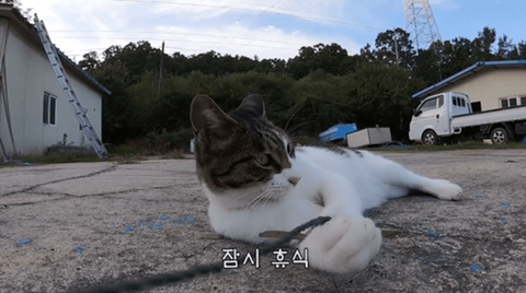유난히 크다는 haha ha네 왕크왕귀 고양이 하야통 a.k.a.巨통 | 인스티즈