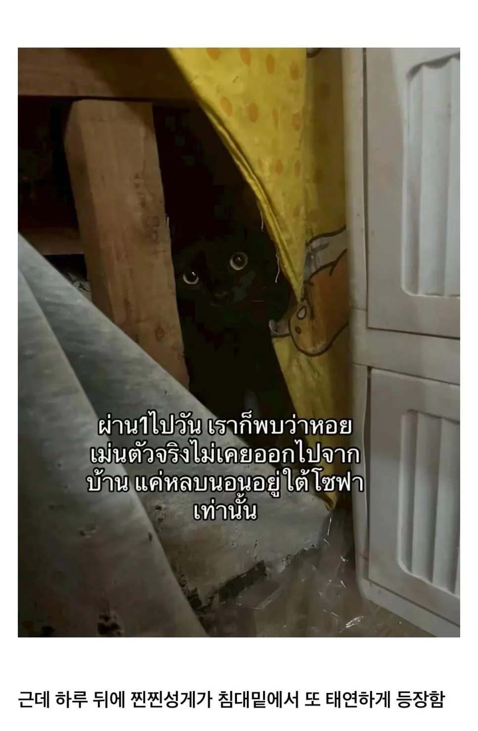 고양이를 잃어버렸는데 찾긴 찾았음 | 인스티즈
