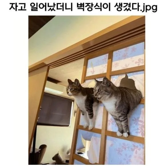 자고 일어났더니 벽장식이 생겼다 | 인스티즈