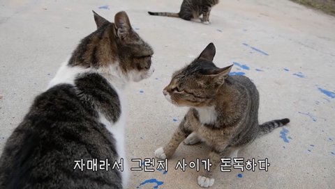 유난히 크다는 haha ha네 왕크왕귀 고양이 하야통 a.k.a.巨통 | 인스티즈