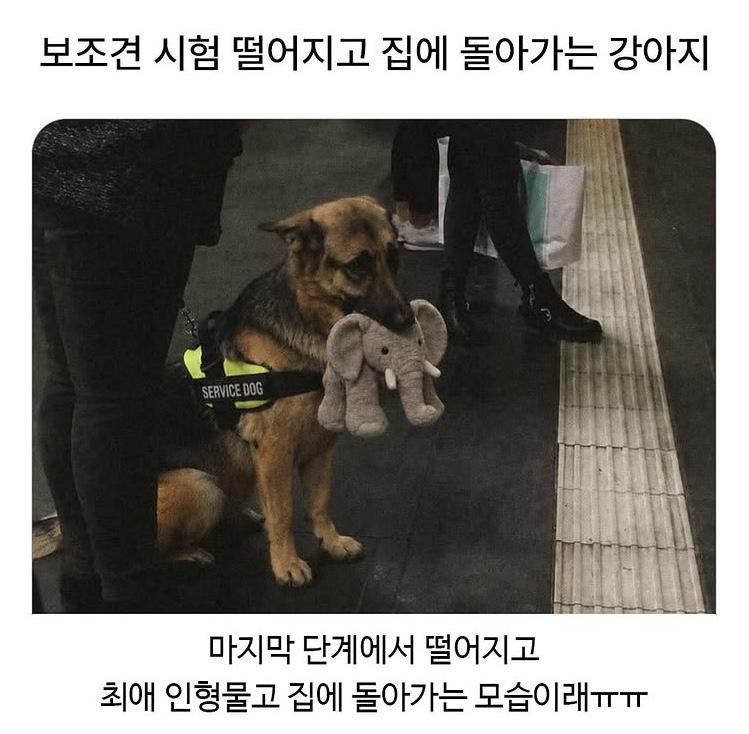 시험 떨어지고 집에 돌아가는 멍뭉이 | 인스티즈