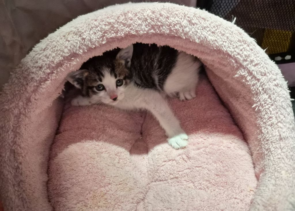 집샤 소개시켜줘야쥬🥴 깜찍아기고양이의 가족이 되어주세요 🐱 (입양처구함) | 인스티즈