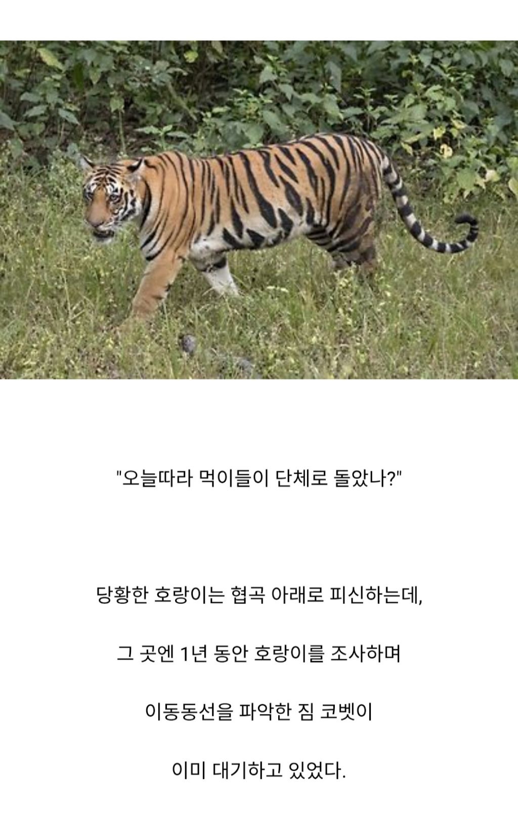 인도와 네팔을 다니며 약 400여명을 죽인 호랑이 | 인스티즈