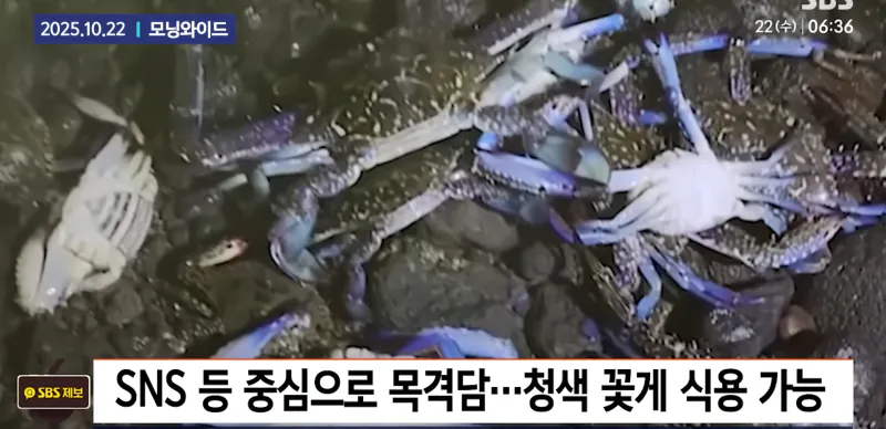 최근 제주도에 나타났다는 외래종 | 인스티즈
