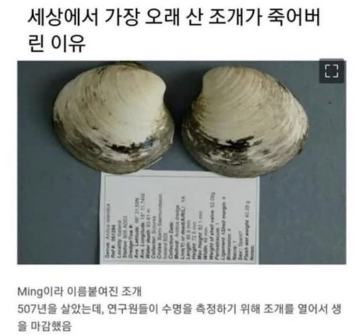 세상에서 가장 오래 산 조개가 죽어버린 이유.jpg | 인스티즈
