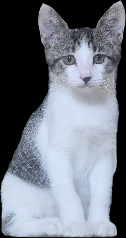 집샤 소개시켜줘야쥬🥴 깜찍아기고양이의 가족이 되어주세요 🐱 (입양처구함) | 인스티즈