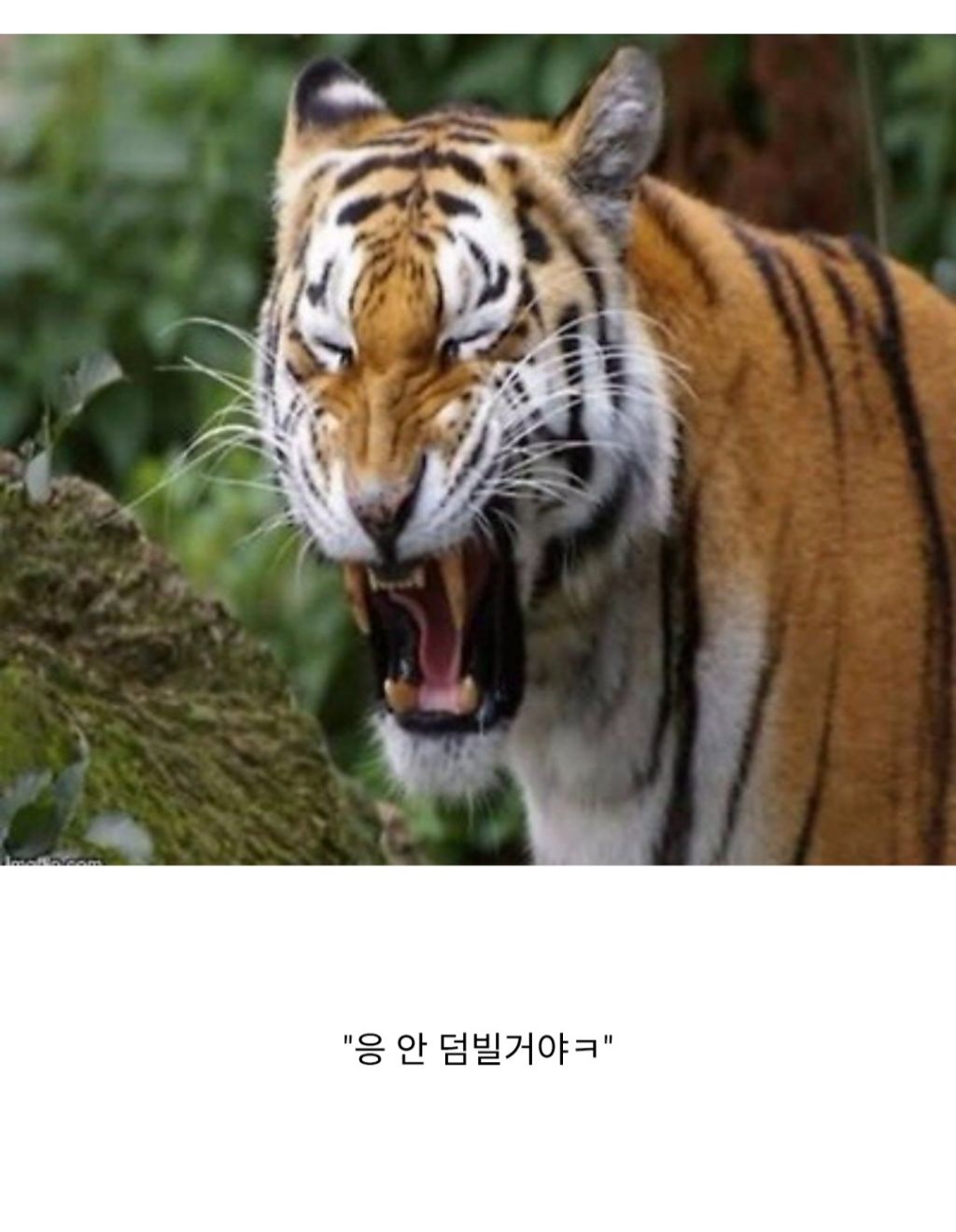 인도와 네팔을 다니며 약 400여명을 죽인 호랑이 | 인스티즈