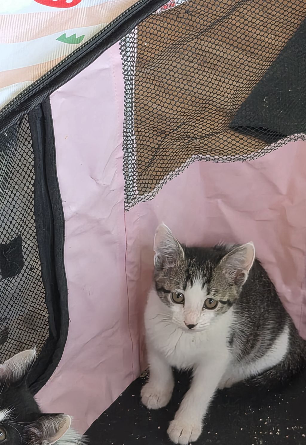 집샤 소개시켜줘야쥬🥴 깜찍아기고양이의 가족이 되어주세요 🐱 (입양처구함) | 인스티즈