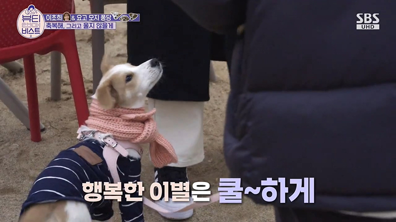배우 이초희가 유기견을 임시보호하고 보내는 과정 | 인스티즈
