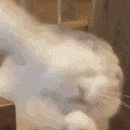 냥이가 너무 예뻐서 클로즈업 하고 있는데...GIF | 인스티즈