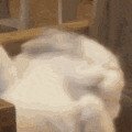 냥이가 너무 예뻐서 클로즈업 하고 있는데...GIF | 인스티즈