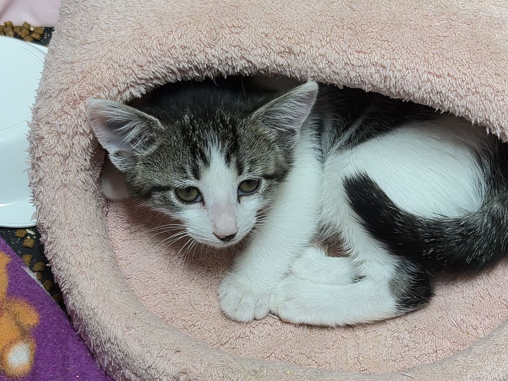 집샤 소개시켜줘야쥬🥴 깜찍아기고양이의 가족이 되어주세요 🐱 (입양처구함) | 인스티즈