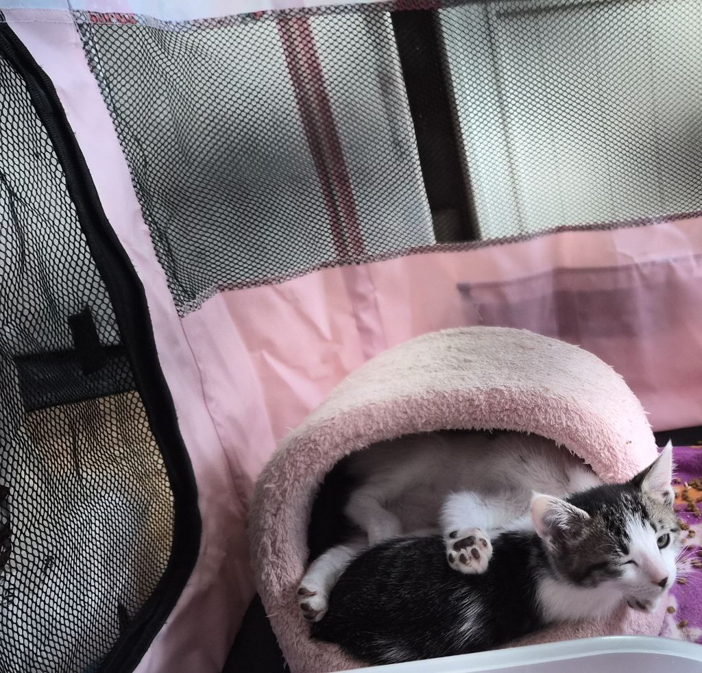 집샤 소개시켜줘야쥬🥴 깜찍아기고양이의 가족이 되어주세요 🐱 (입양처구함) | 인스티즈