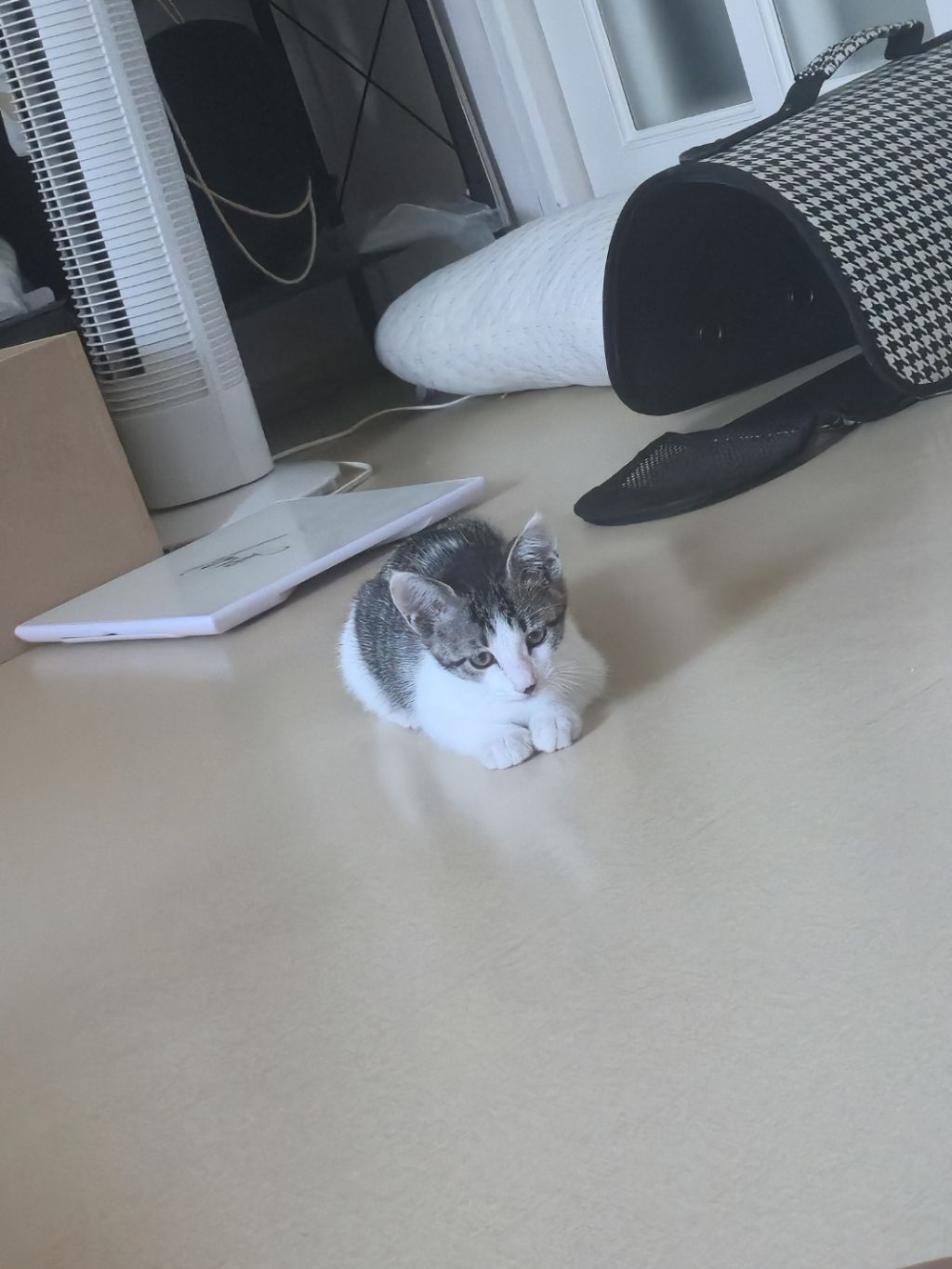 집샤 소개시켜줘야쥬🥴 깜찍아기고양이의 가족이 되어주세요 🐱 (입양처구함) | 인스티즈