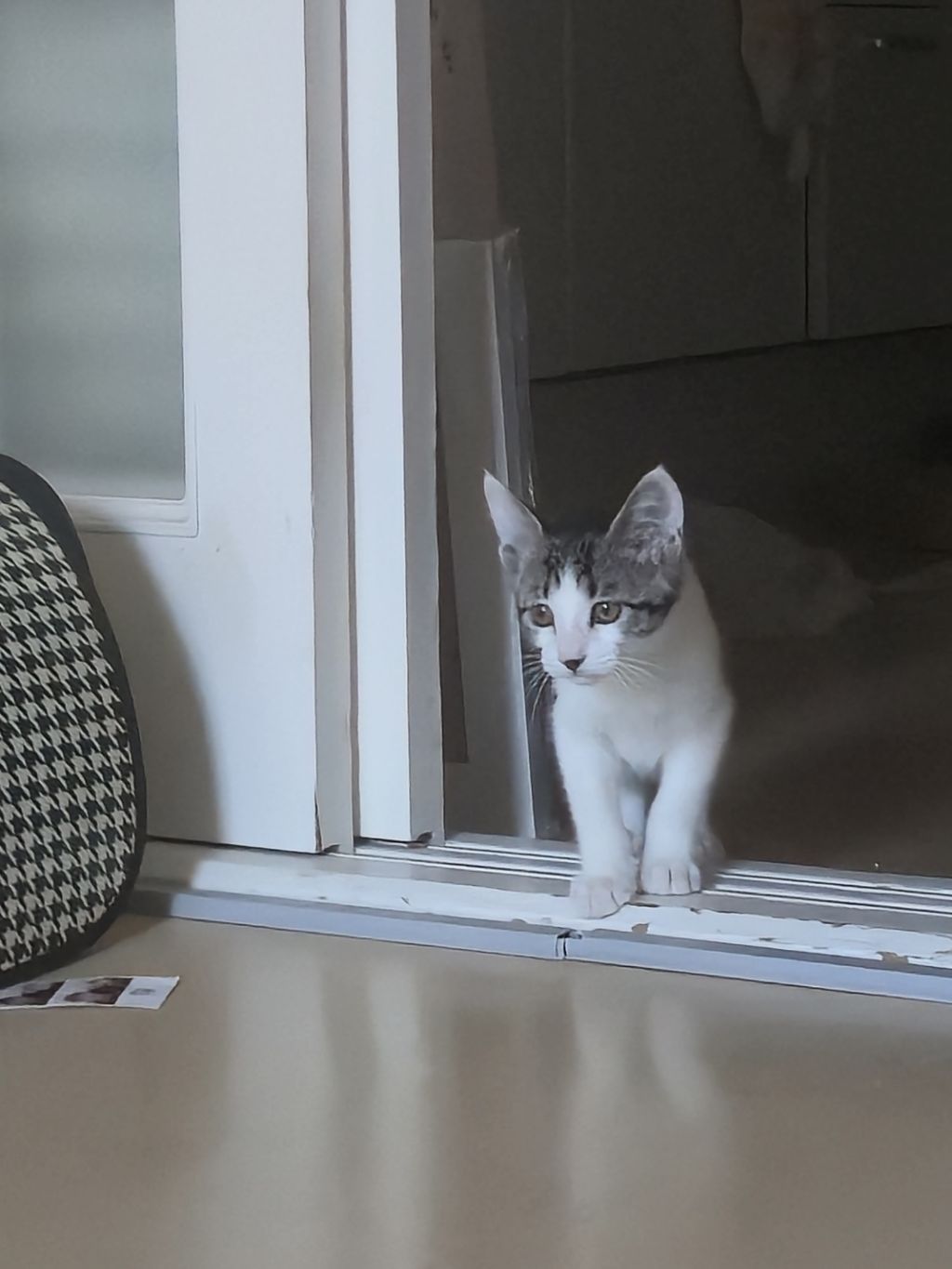 집샤 소개시켜줘야쥬🥴 깜찍아기고양이의 가족이 되어주세요 🐱 (입양처구함) | 인스티즈