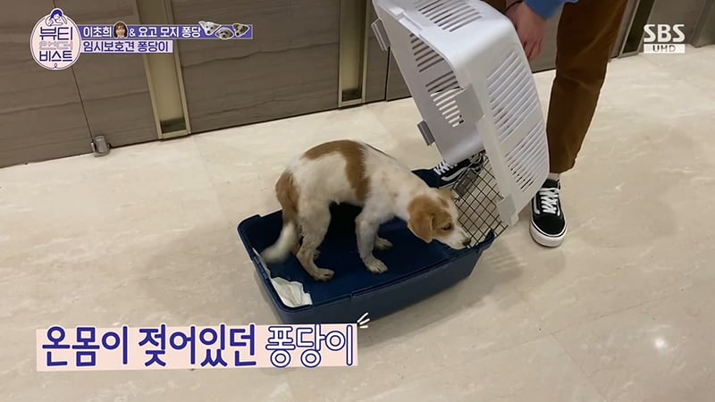 배우 이초희가 유기견을 임시보호하고 보내는 과정 | 인스티즈