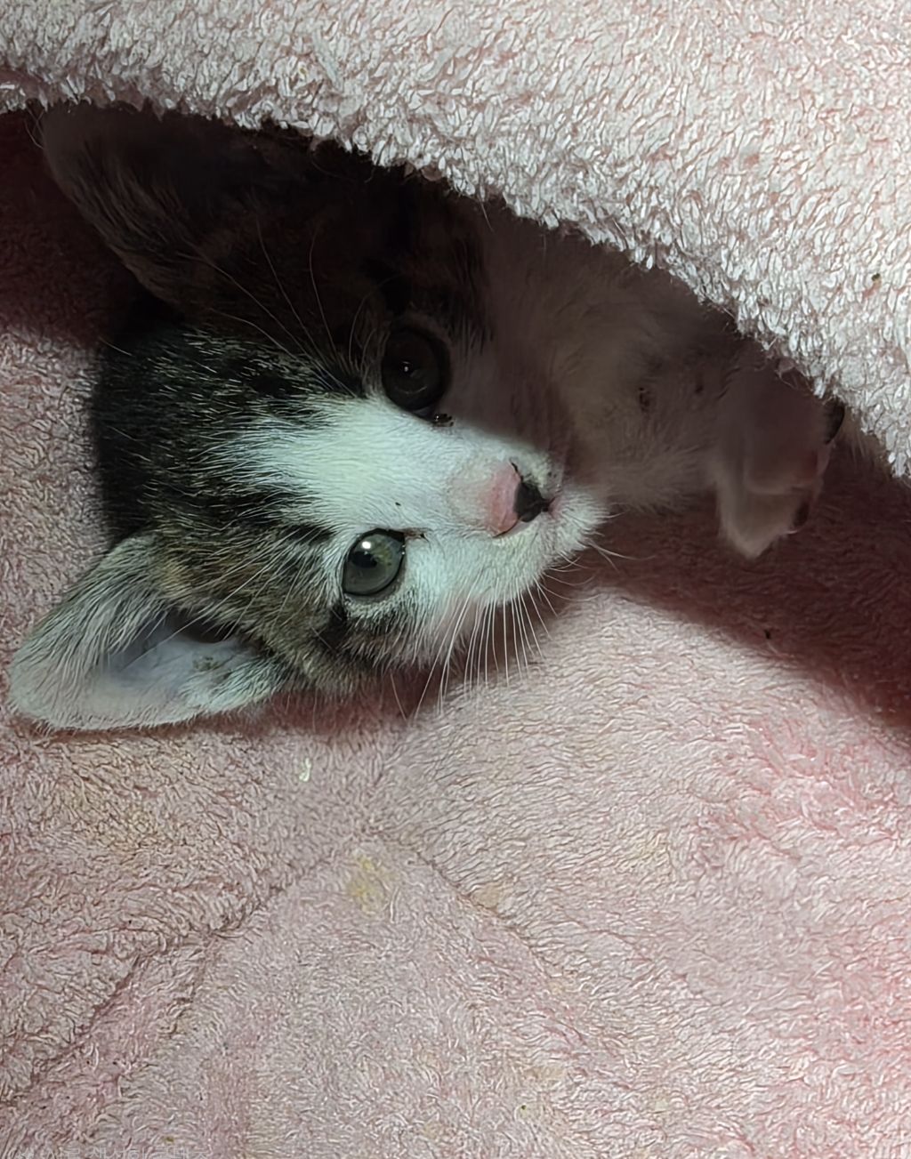 집샤 소개시켜줘야쥬🥴 깜찍아기고양이의 가족이 되어주세요 🐱 (입양처구함) | 인스티즈