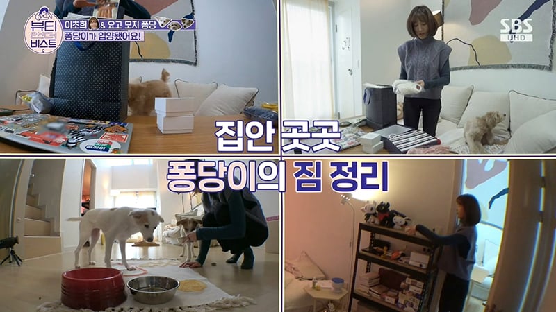 배우 이초희가 유기견을 임시보호하고 보내는 과정 | 인스티즈
