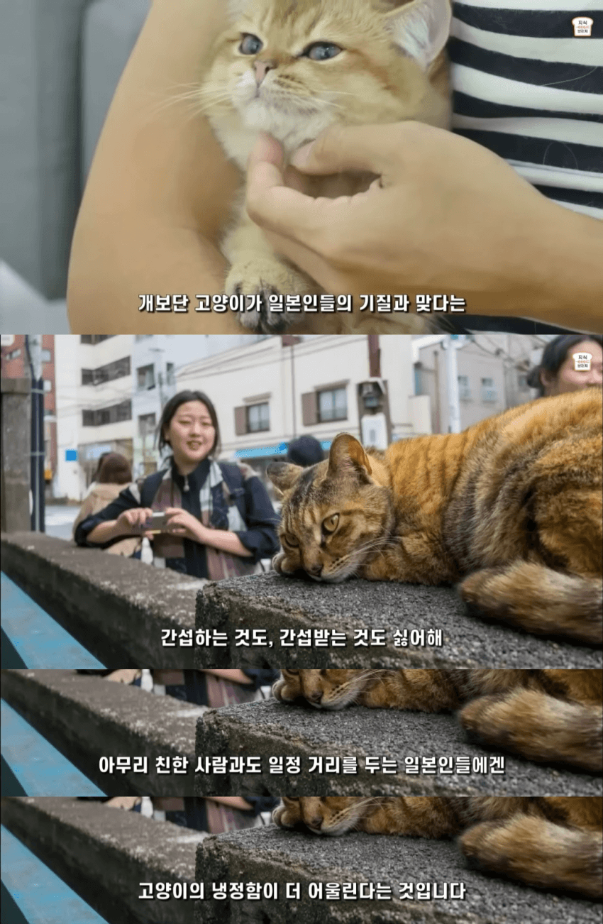 일본인들이 개보다 고양이를 더 많이 키우는 이유 | 인스티즈