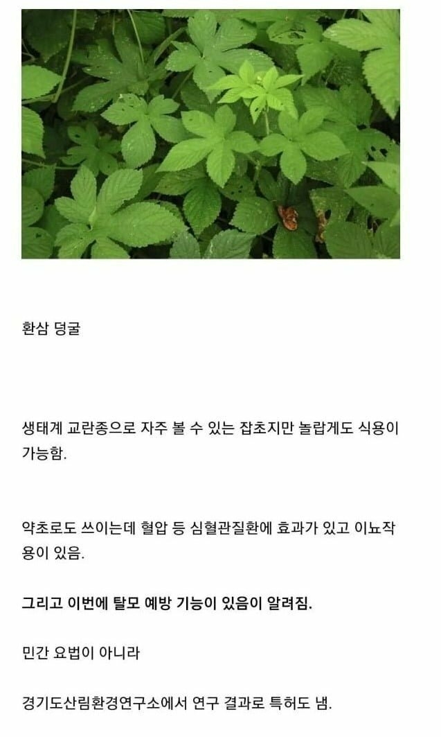 생태계 교란종의 재발견 | 인스티즈