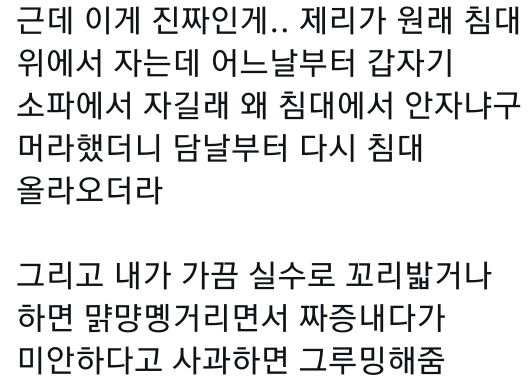 고양이는 사람 말을 알아듣는 거 같아 | 인스티즈
