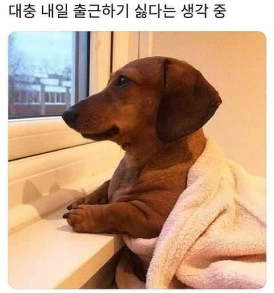 제목 학원 행복해지는 동물들 짤 | 인스티즈