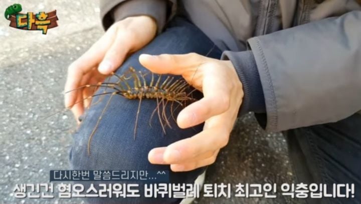 벌레주의) 오키나와 대왕 돈벌레.jpgif | 인스티즈