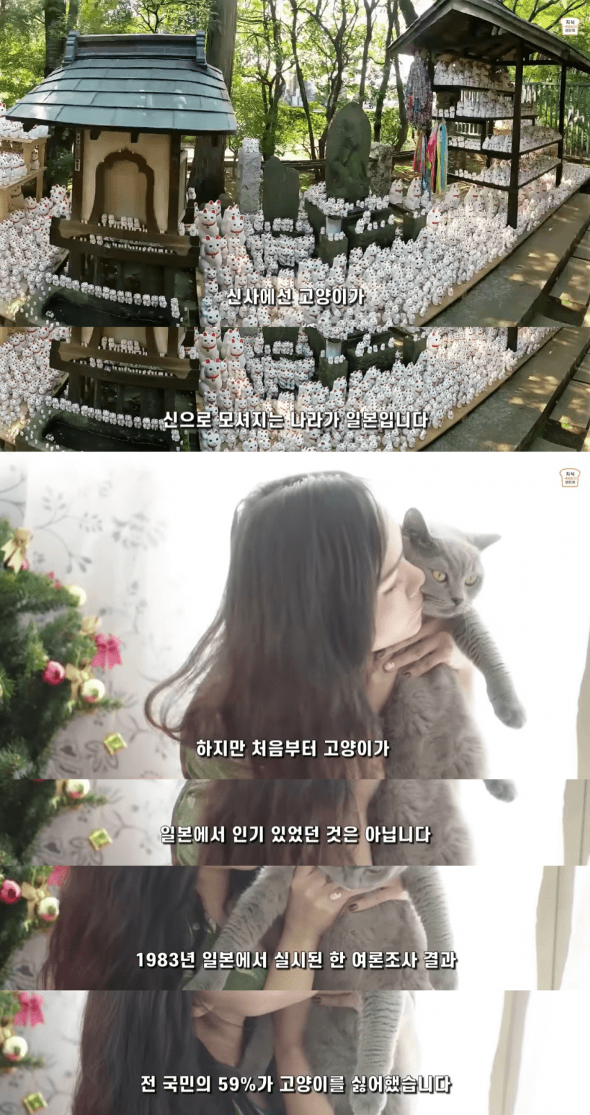 일본인들이 개보다 고양이를 더 많이 키우는 이유 | 인스티즈