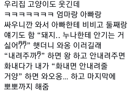 고양이는 사람 말을 알아듣는 거 같아 | 인스티즈