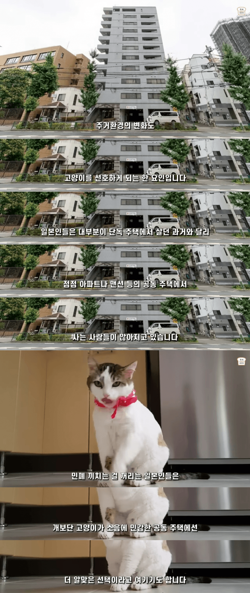 일본인들이 개보다 고양이를 더 많이 키우는 이유 | 인스티즈