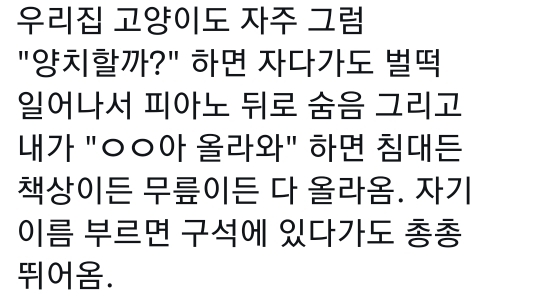 고양이는 사람 말을 알아듣는 거 같아 | 인스티즈