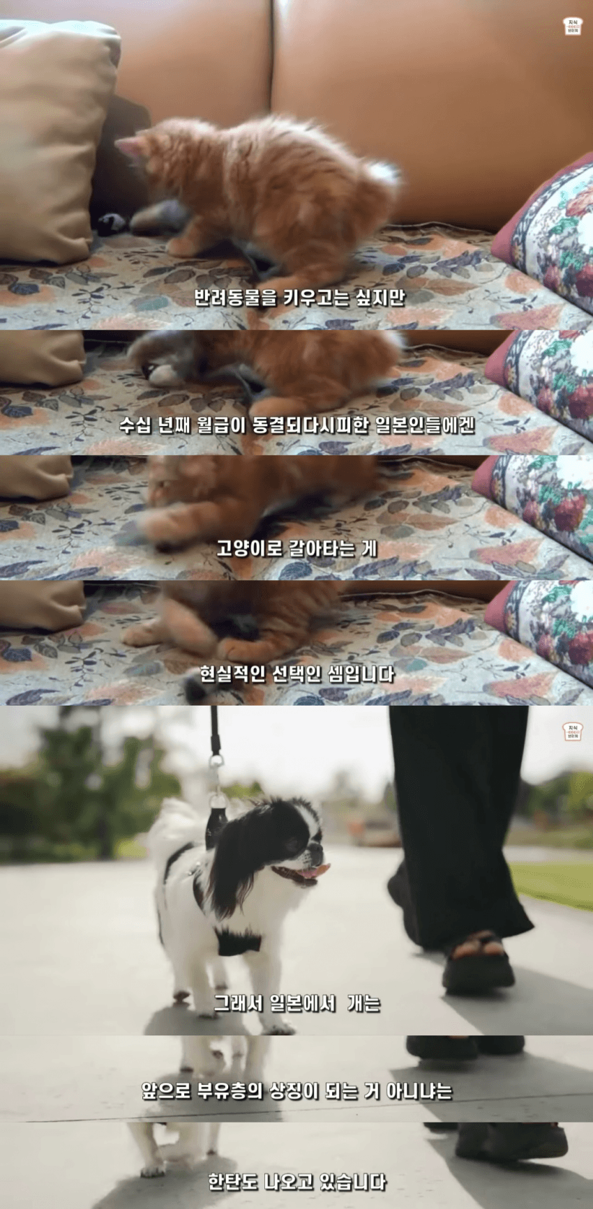 일본인들이 개보다 고양이를 더 많이 키우는 이유 | 인스티즈