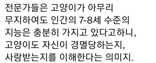 고양이는 사람 말을 알아듣는 거 같아 | 인스티즈
