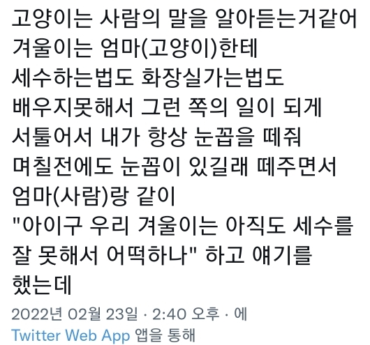 고양이는 사람 말을 알아듣는 거 같아 | 인스티즈