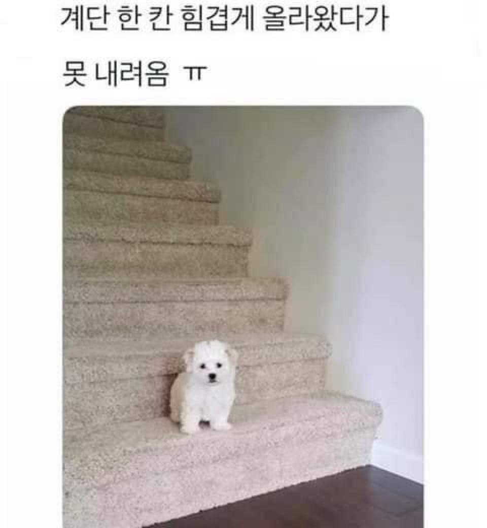 제목 학원 행복해지는 동물들 짤 | 인스티즈