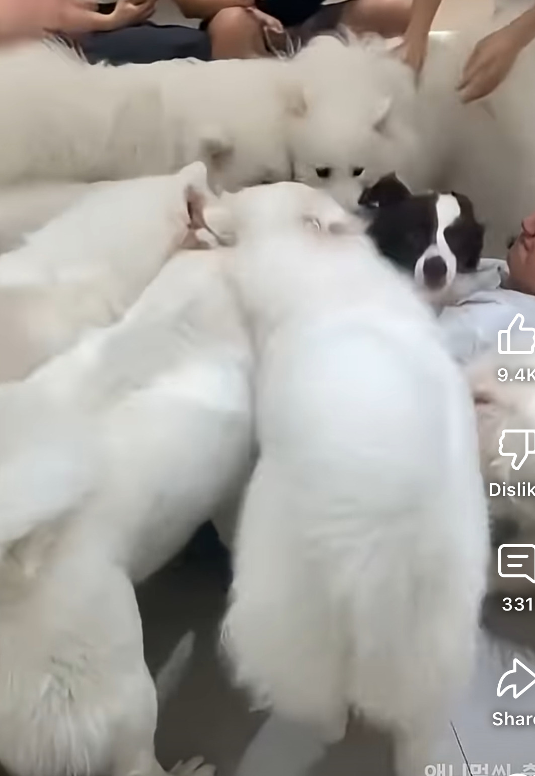 사모예드 파티에 놀러온 보더콜리ㅋㅋㅋㅋㅋㅋ | 인스티즈