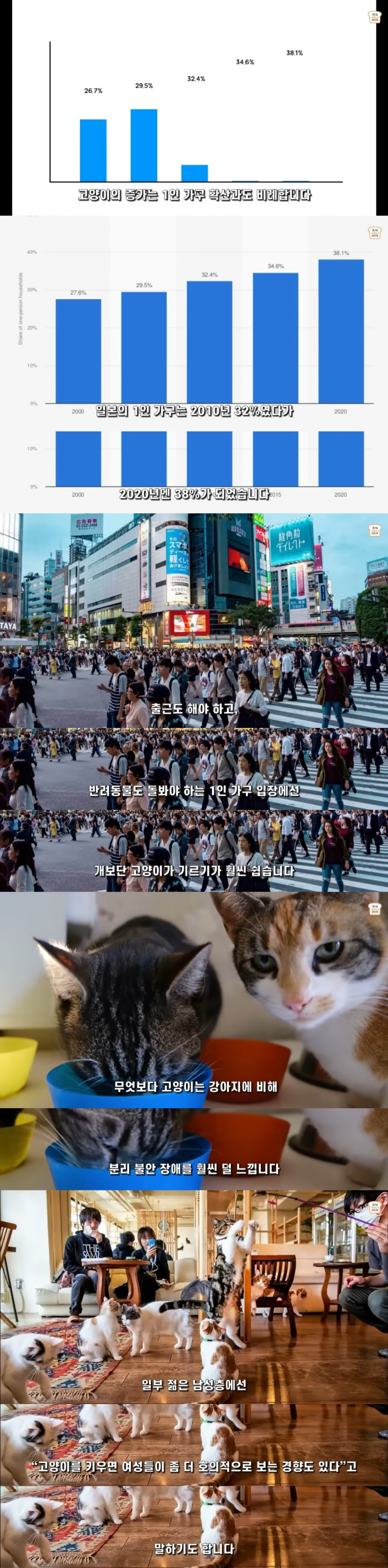 일본인들이 개보다 고양이를 더 많이 키우는 이유 | 인스티즈
