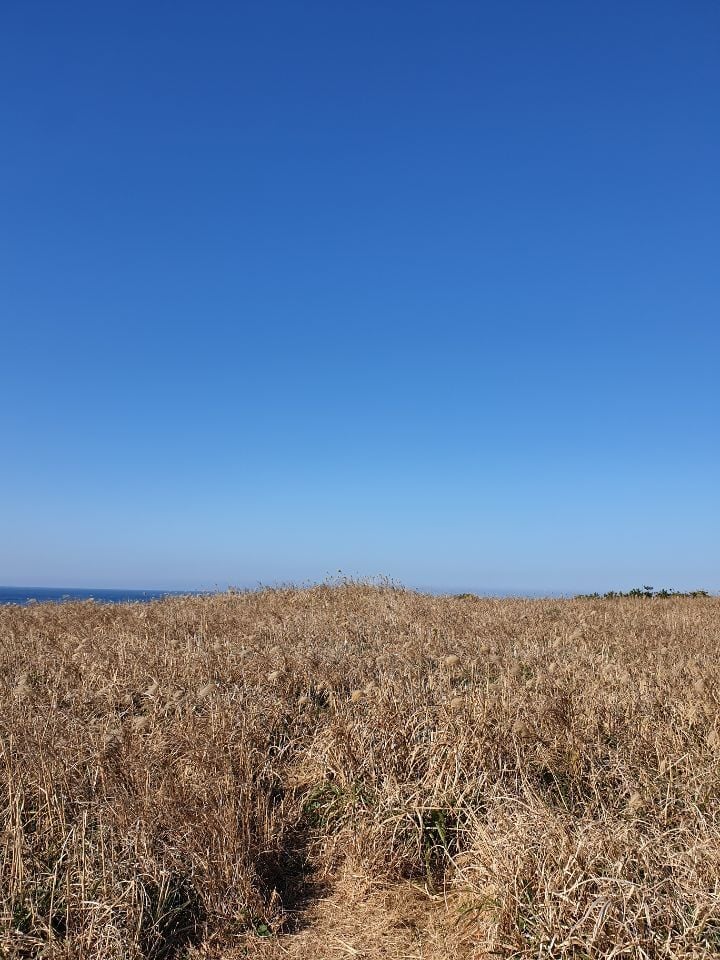 반년동안 제주도에 300만원 쓴 대학생의 제주 여행지 추천 | 인스티즈