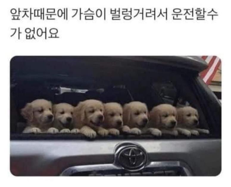제목 학원 행복해지는 동물들 짤 | 인스티즈