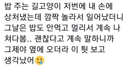고양이는 사람 말을 알아듣는 거 같아 | 인스티즈