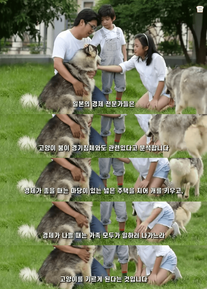 일본인들이 개보다 고양이를 더 많이 키우는 이유 | 인스티즈