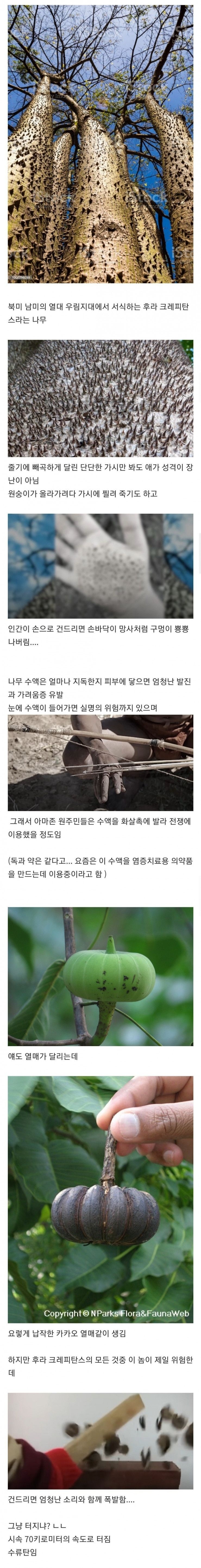 남미의 어떤 나무 | 인스티즈