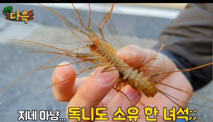 벌레주의) 오키나와 대왕 돈벌레.jpgif | 인스티즈