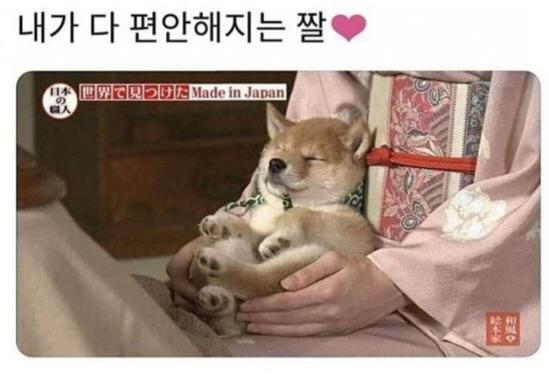 제목 학원 행복해지는 동물들 짤 | 인스티즈