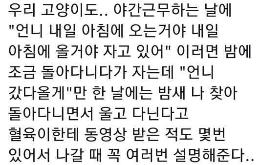 고양이는 사람 말을 알아듣는 거 같아 | 인스티즈