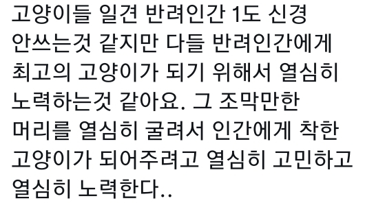 고양이는 사람 말을 알아듣는 거 같아 | 인스티즈