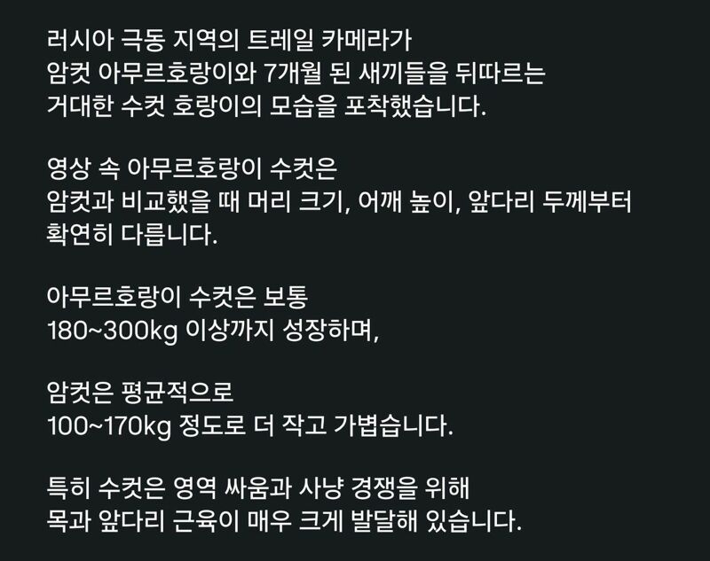 러시아에서 촬영된 호랑이 가족 | 인스티즈