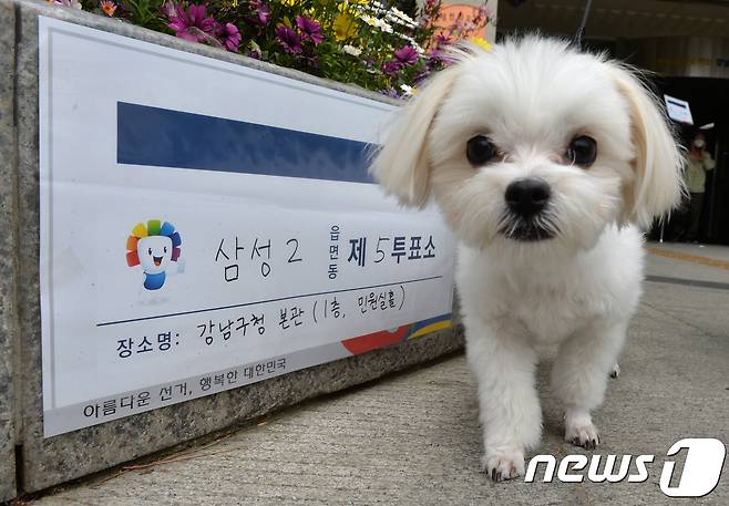 투표소 강아지 "더 줘" | 인스티즈